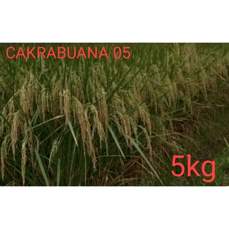 Benih Padi CAKRABUANA 05 TERBARU Kemasan 5kg