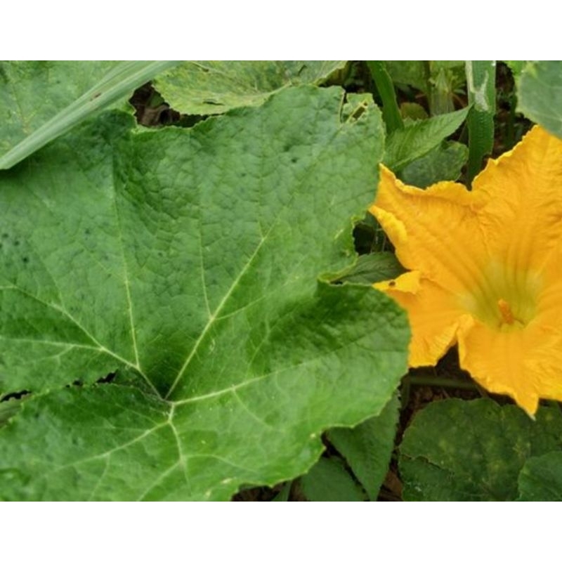 

Daun labu kuning segar fresh 20 lembar