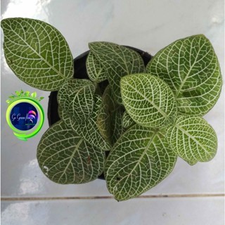 FITTONIA SNOW WHITE fittonia salju putih paperomia verschaffeltti LEATHER LEAF WHITE BROCADE