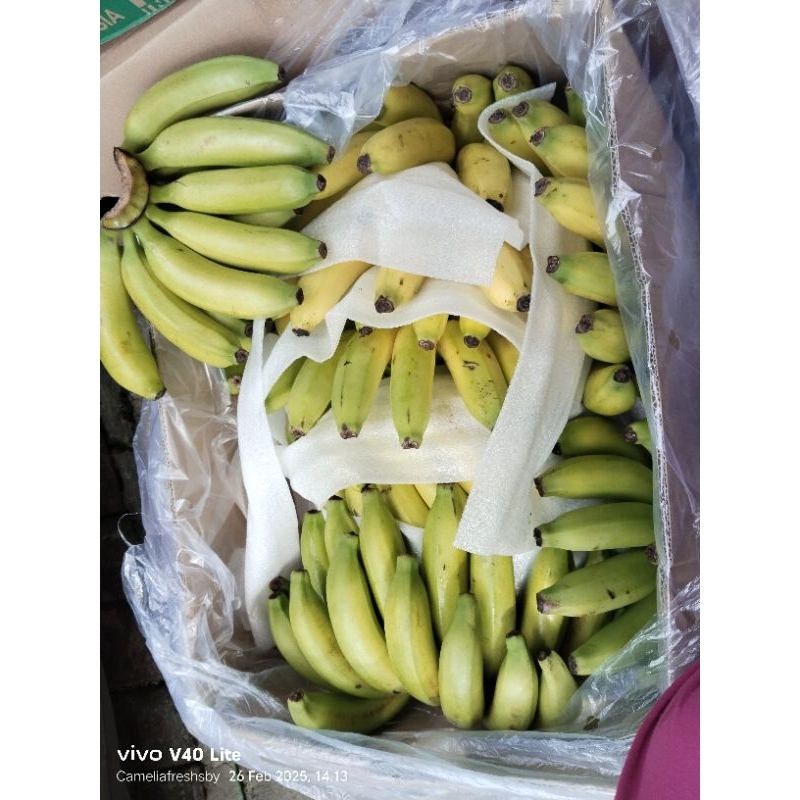 

Pisang Cavendish