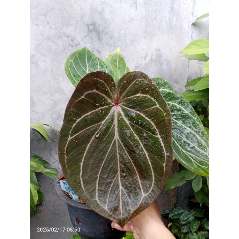 tanaman anthurium Hu