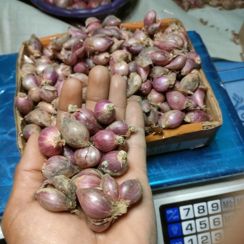 

bawang merah kecil