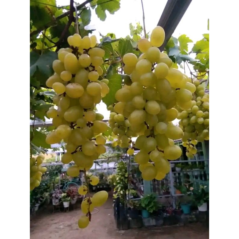 

Bibit Anggur Import Ilaria Hasil Okulasi 100% Original (Jangan Tertipu Harga Murah)
