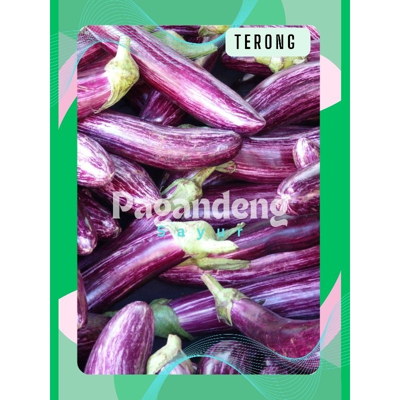 

Terong Ungu