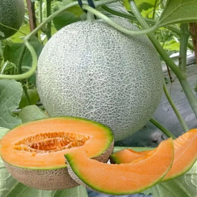 20 biji melon madu kuning manis