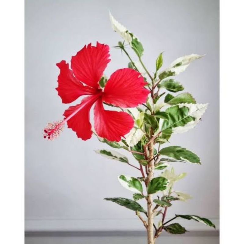 Tanaman hias kembang sepatu varigata bunga merah - kembang sepatu varigata