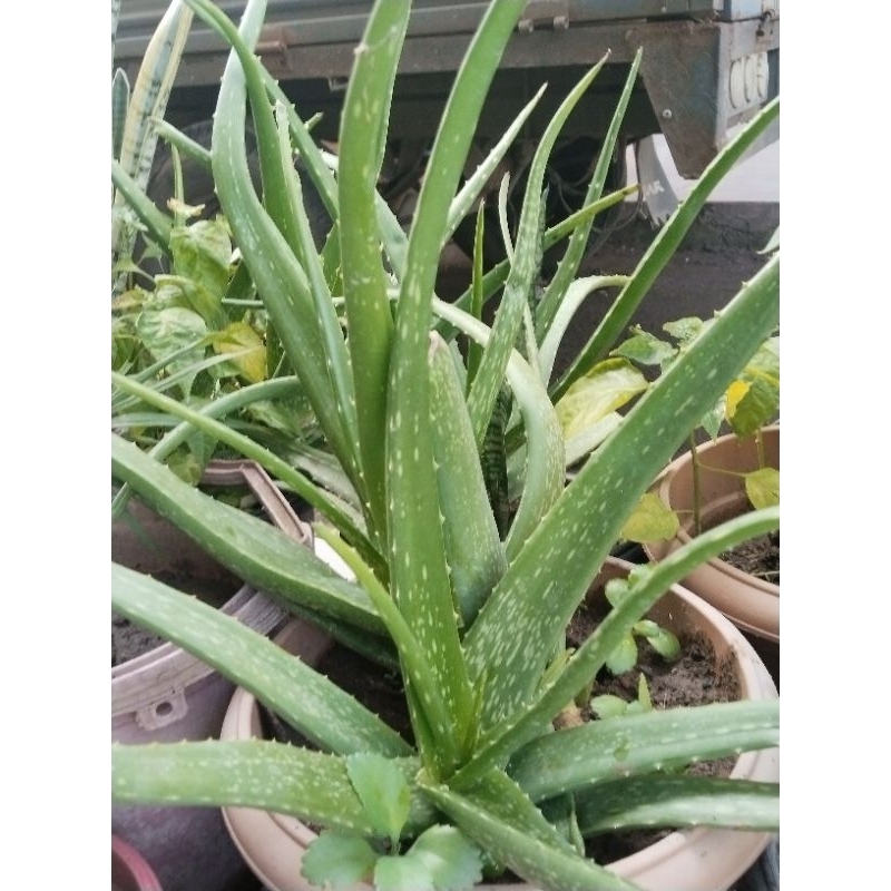 

Lidah Buaya Super