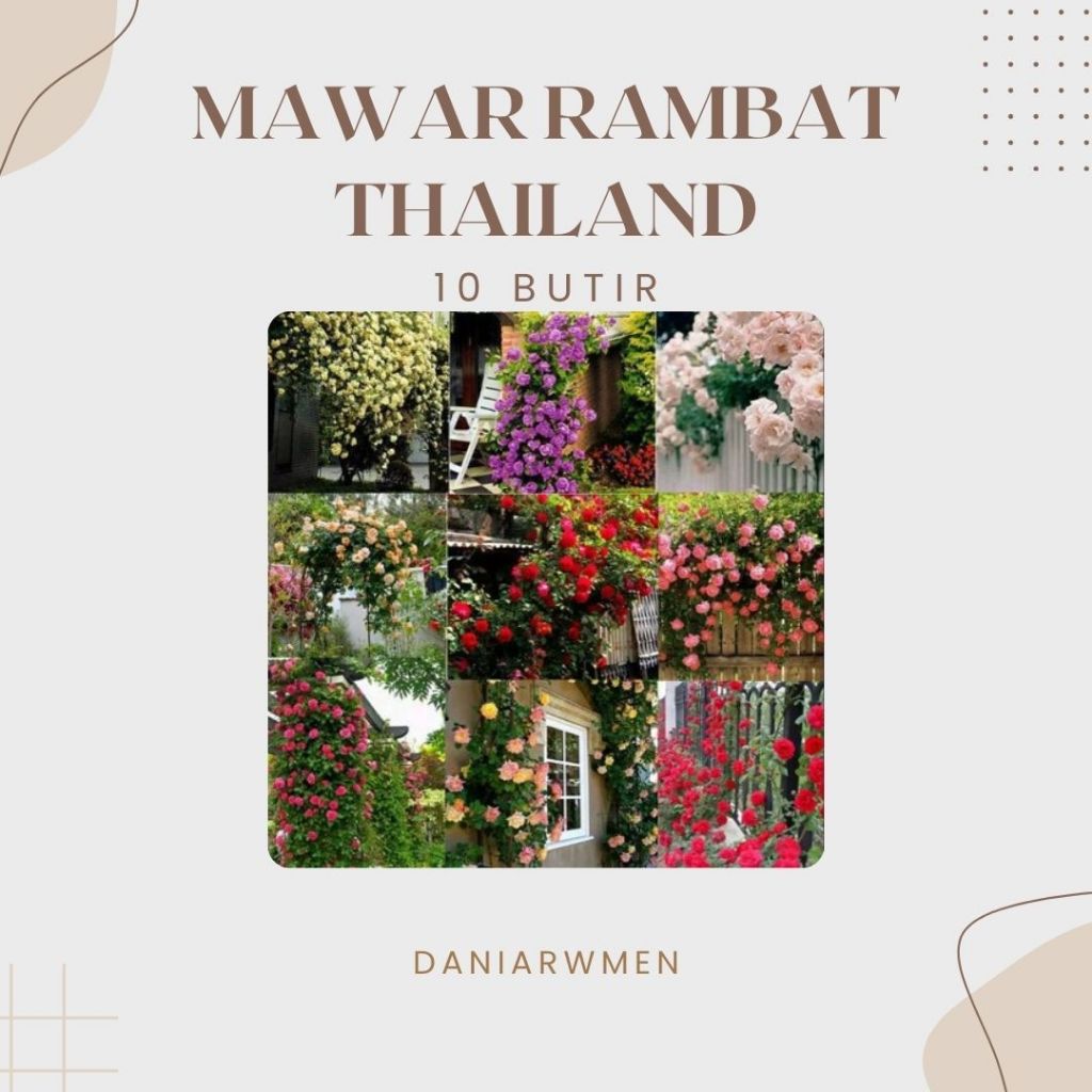 Biji Benih Mawar Rambat Thailand Benih Berkualitas