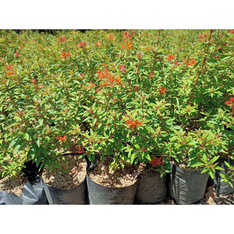 tanaman hias bunga pusaka bagus untuk tanaman hias Dan bahan bonsai bunga lebah