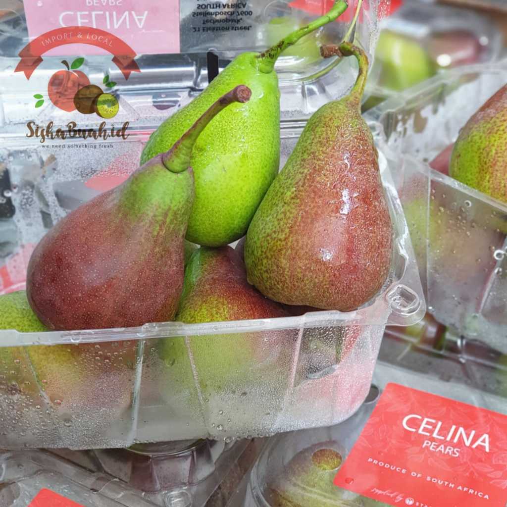 

PEAR CELINA | PEAR HIJAU AFRICA | PEAR IMPORT MANIS GARING WANGI
