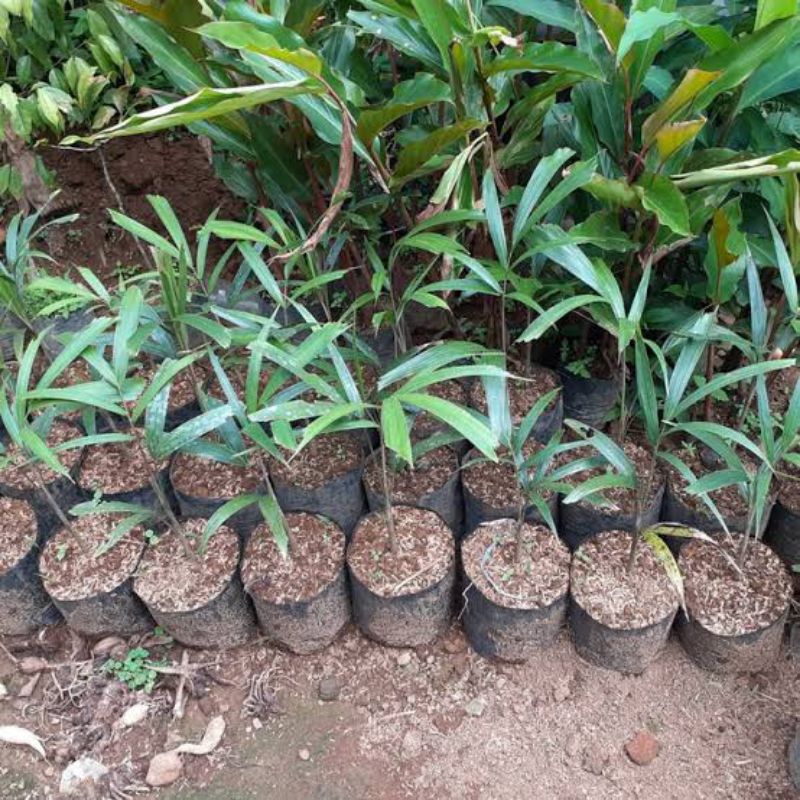 BIBIT PALEM EKOR TUPAI