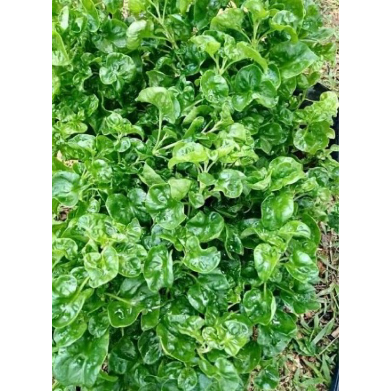 

Bayam Brazil - 500gram