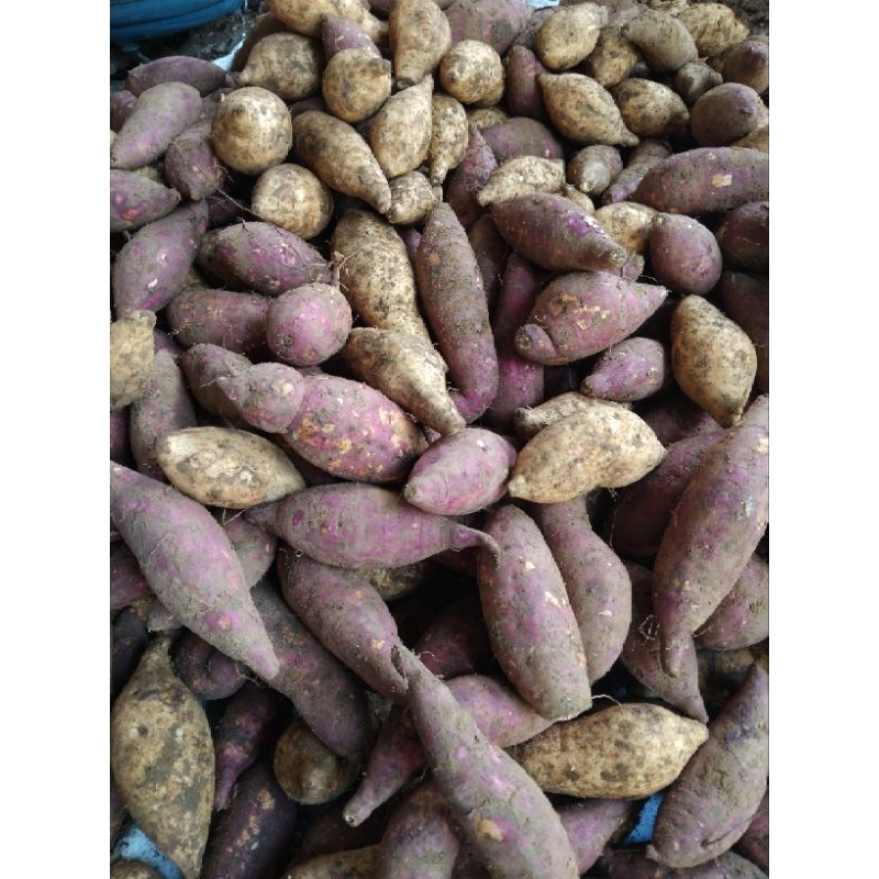 

ubi jepang fres 500 gram, Ubi cilembu fres 500 gram, barang Redyy stok