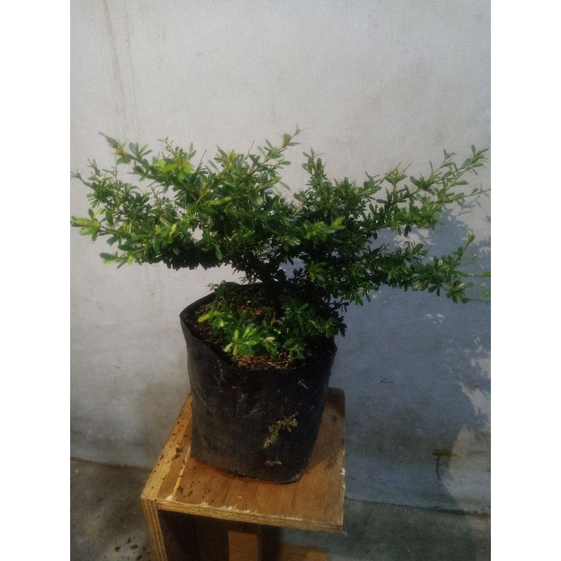Bunga saeng simbur super mikro rimbun