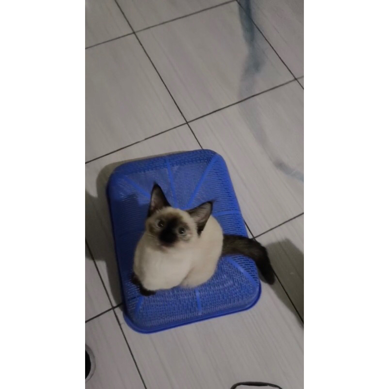 LEPAS ADOPSI KUCING HIMALAYA