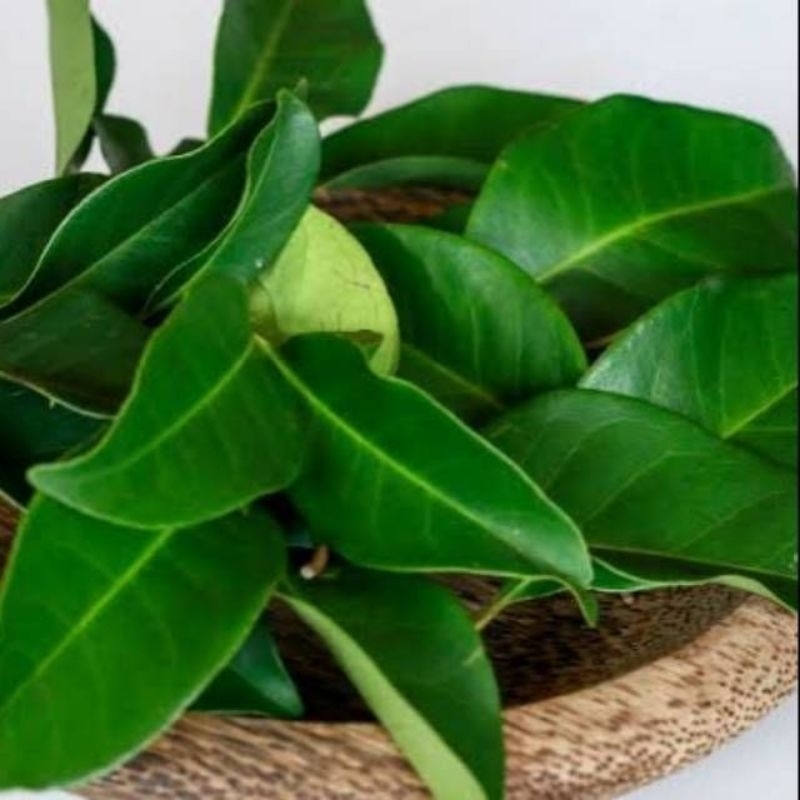 

daun manggis segar press di ambil langsung bila ada orderan masuk per pcs isi 50-100