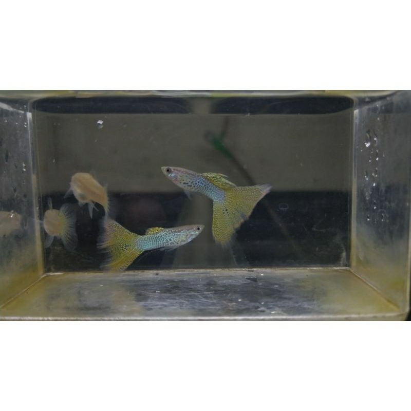 Hiasan Akuarium Guppy Yellow lace