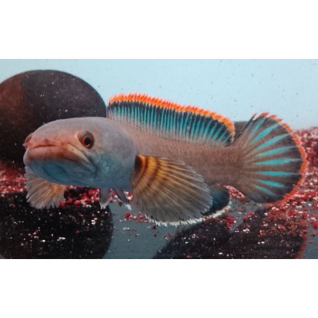 Cana Limbata Bahan Kontes