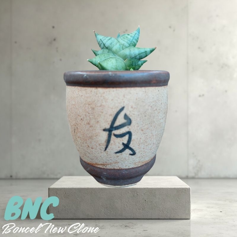 tanaman hias sanseviera BONCEL NEW CLONE (BNC) sansevieria sansevera sanseviera sansivera lidah mert