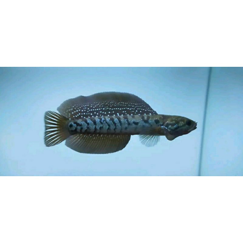 ASIATICA  WS GONDRONG  7CM 12CM