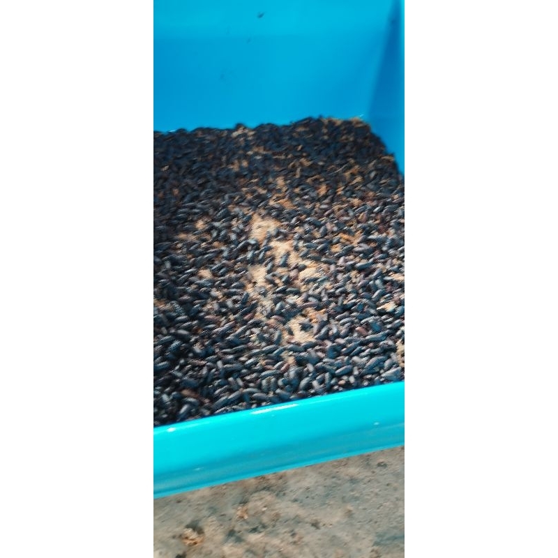 kepik ulat Hongkong jombang