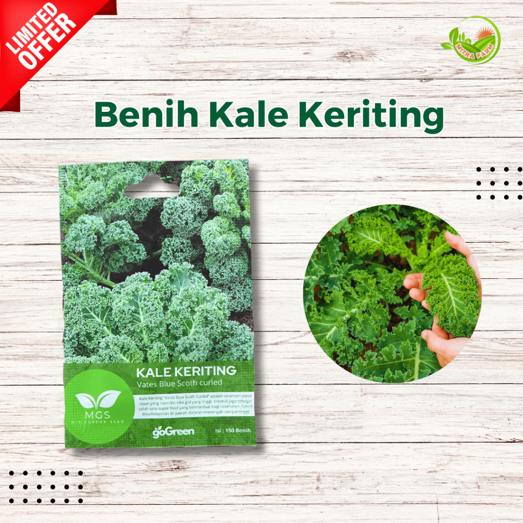 Benih Kale Keriting/Benih Sayur Kale Keriting/Benih Curled Kale
