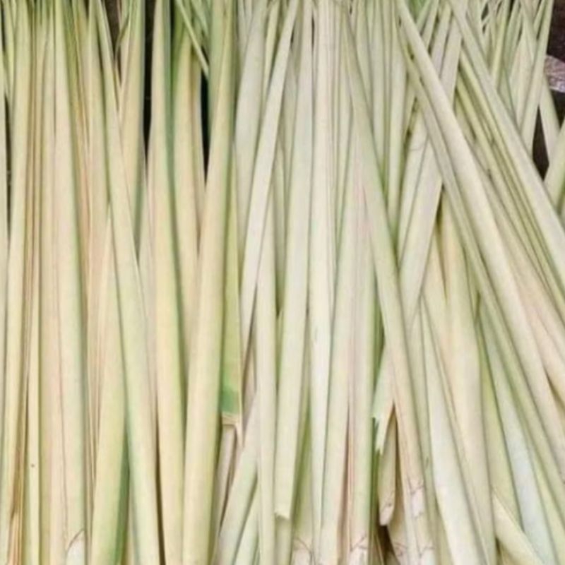 

Daun Kelapa Muda / Janur Kuning 20 lembar