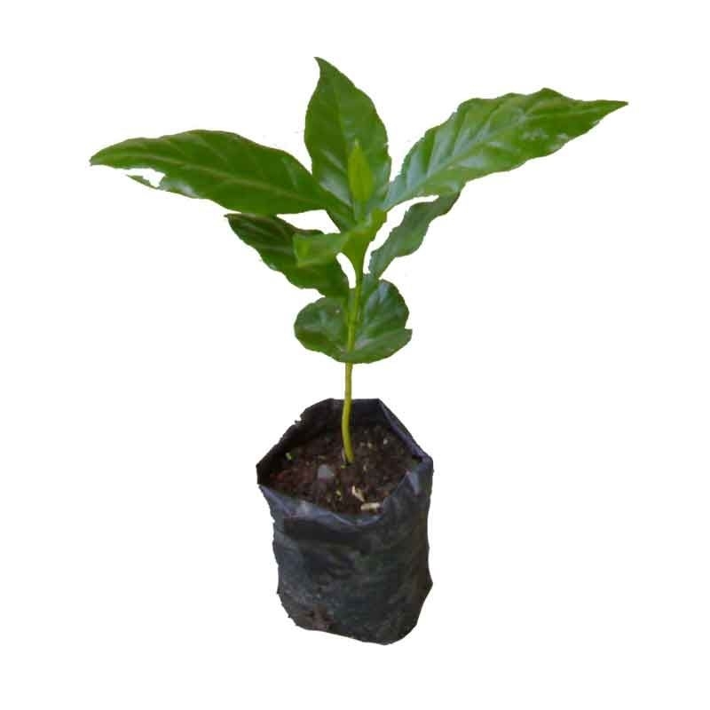 bibit kopi Lampung unggul berbuah lebat