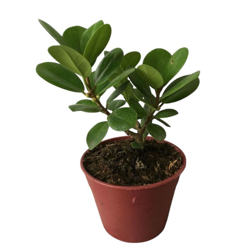 ( BISA COD ) PROMO Tanaman Hias Beringin Korea Bahan Bonsai / Tanaman Hidup Bringin Korea Bonsai Ber