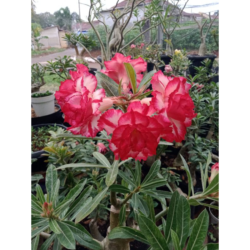 Adenium  Tumpuk ID PMK