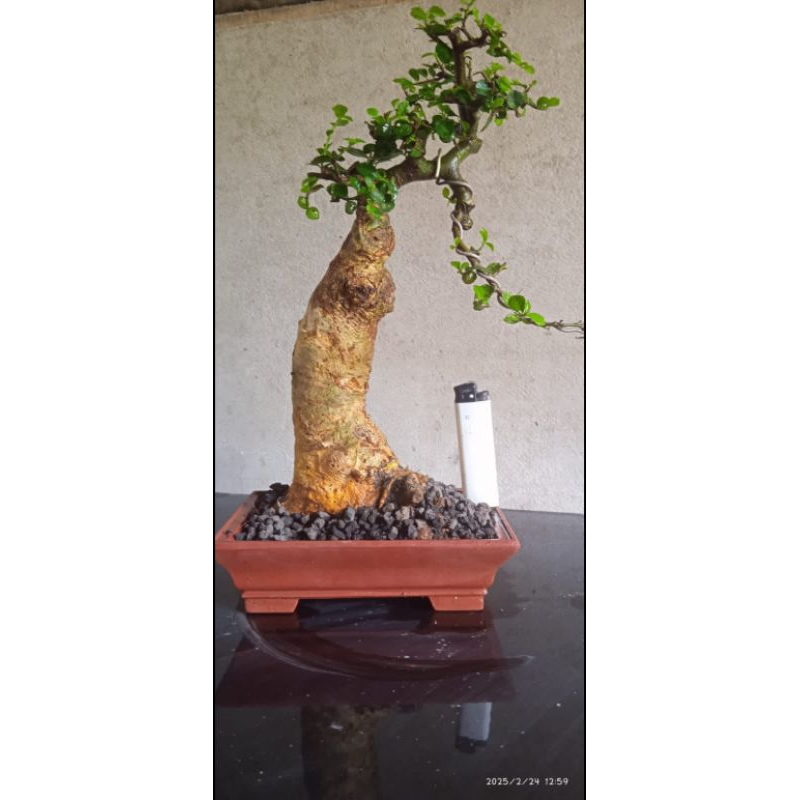 bahan bonsai serut