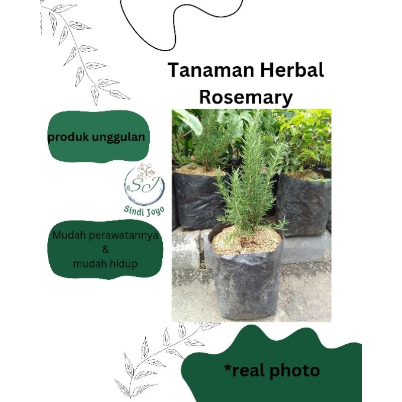 Tanaman Hias Rosemary / Tanaman Hias Rosemary/ bumbu rempah