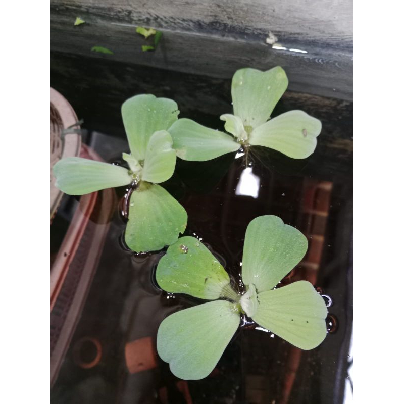 Tanaman air apu apu mawar