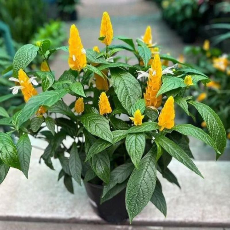 ( BISA COD ) Tanaman Hias Lolipop Bunga Kuning / Bunga Hias Lilin Lolipop Kuning Tanaman Hidup Lilin