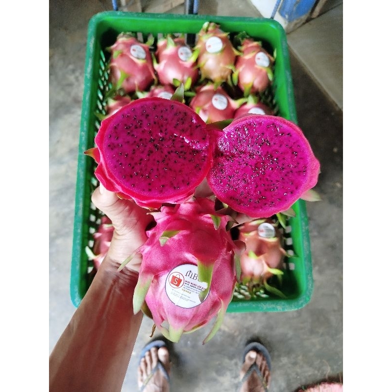 

BUAH NAGA MERAH 4.Kg