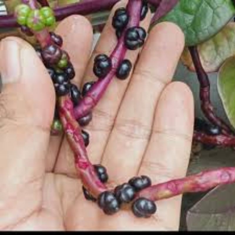 

binahong atau angkung asli 100 butir