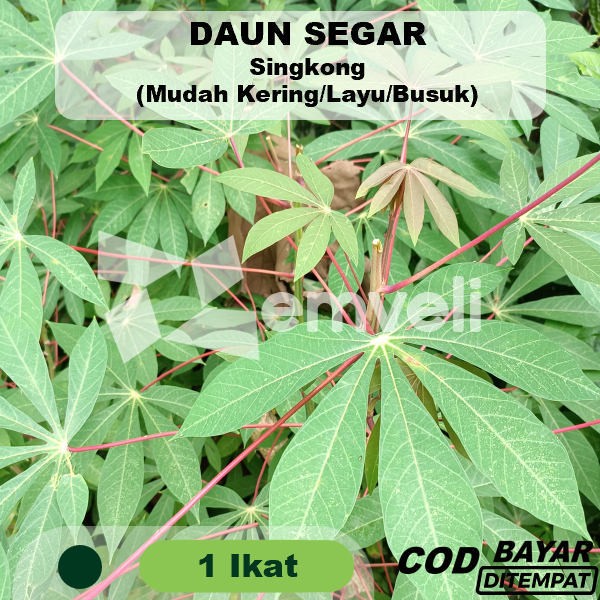 

Daun Singkong 1 Ikat ± 60 Gram