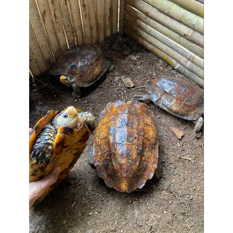 IF / PATUNG KURA YUWONOI INDUKAN