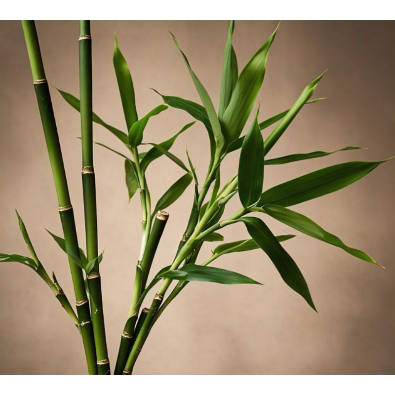 

Daun bambu