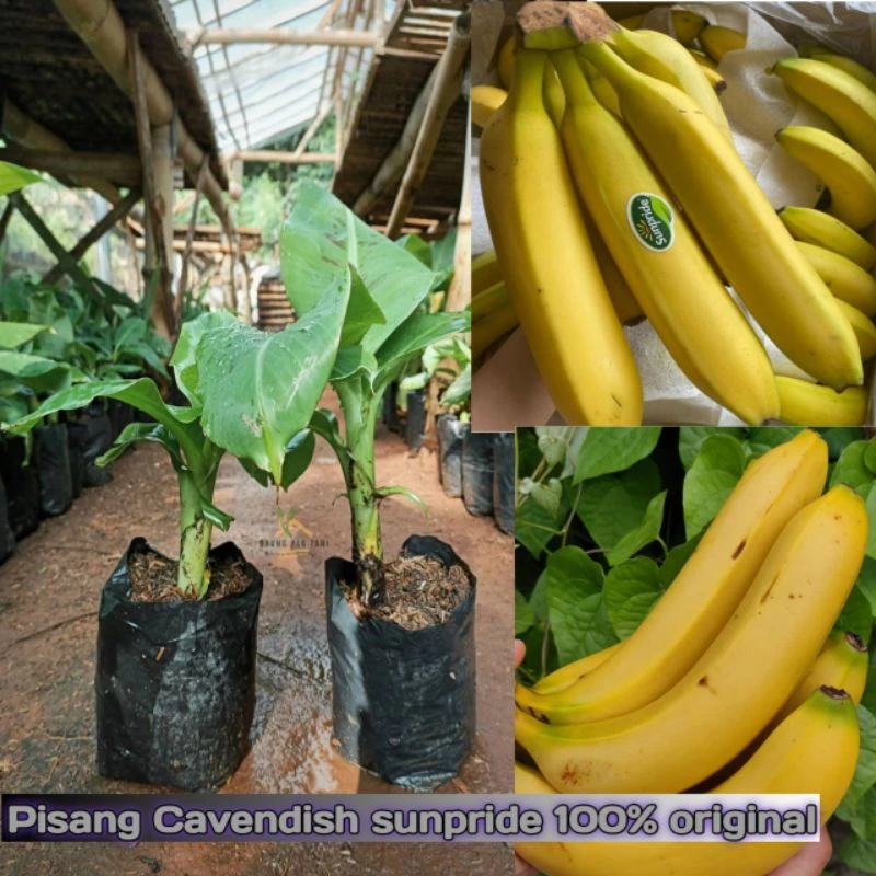 

bibit pisang cavendish SUNPRIDE original 100%