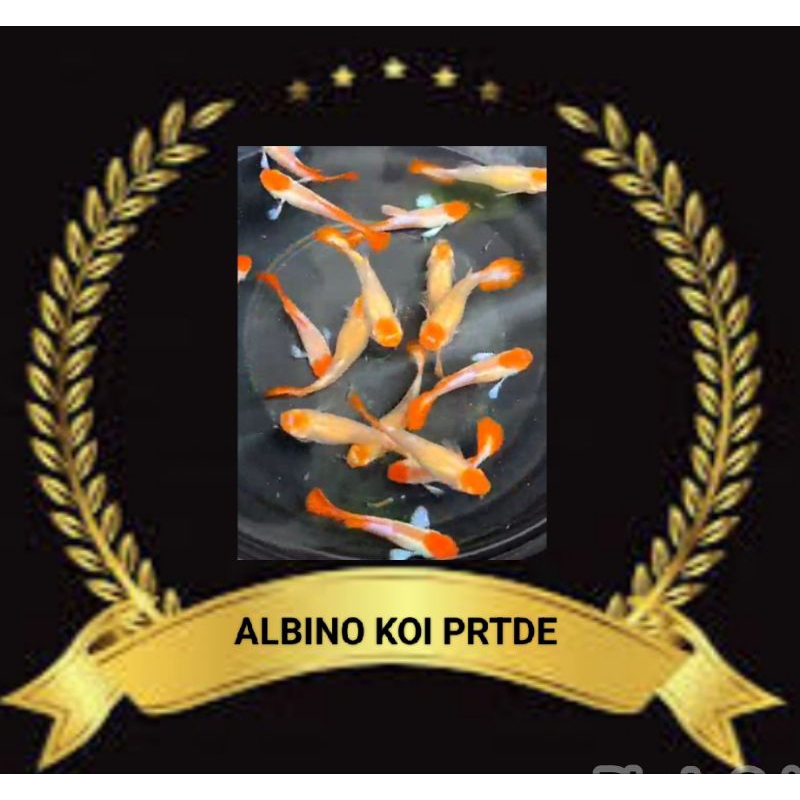 STIKER UNIK GUPPY KOI PRTDE