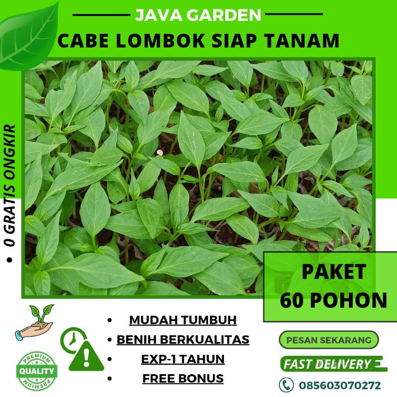 60 benih pohon cabe merah besar|cabe lombok|cabe panjang besar siap tanam dan semai.mudah tumbuh