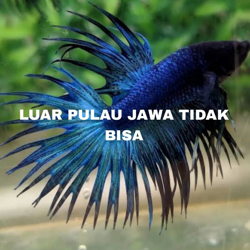 IKAN CUPANG CROWNTAIL HITAM BIRU/ CT MIX isi 7