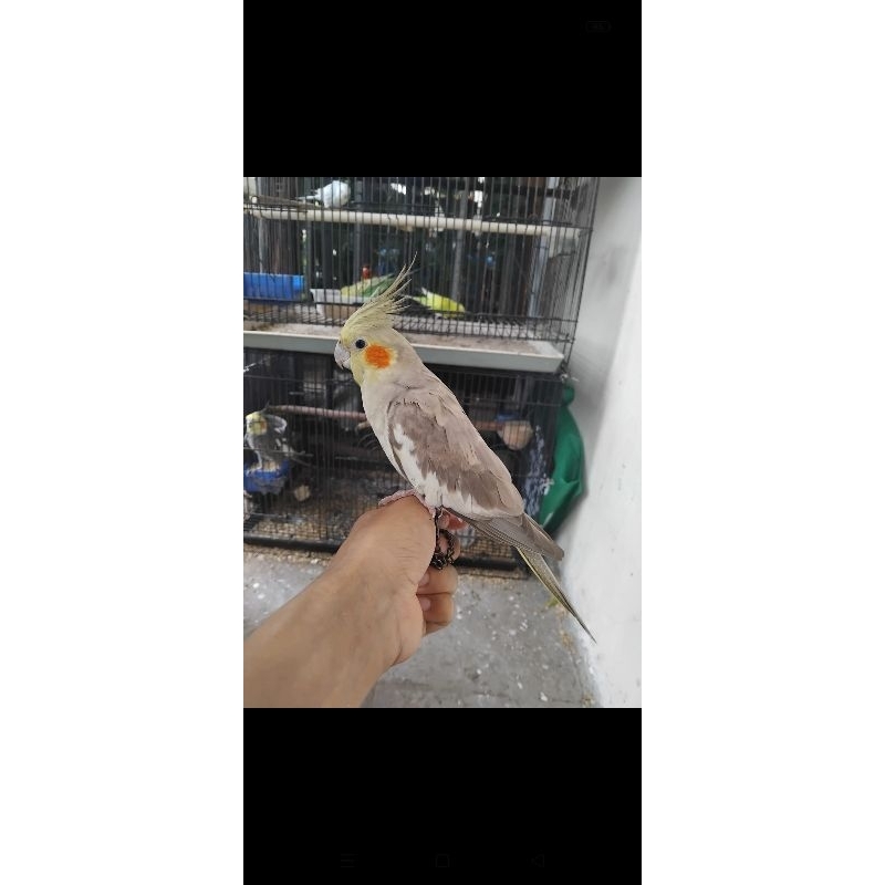 Burung Parkit Australia