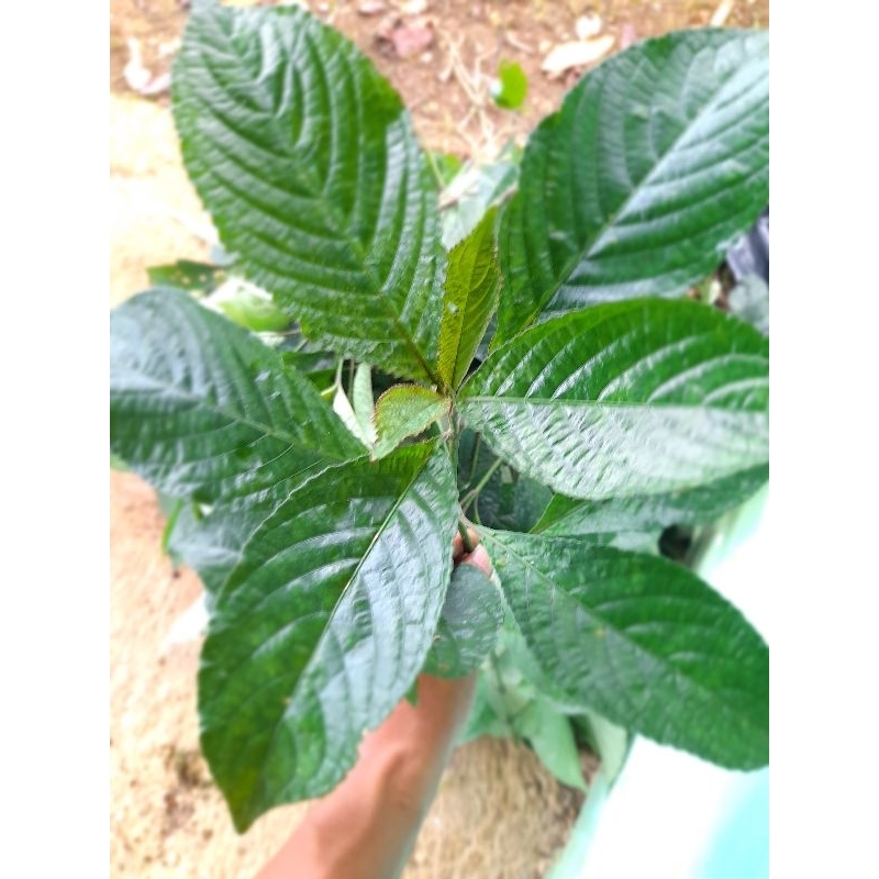 

Daun keji beling/ki beling 150 lembar.pemetikan daun basah saat order masuk