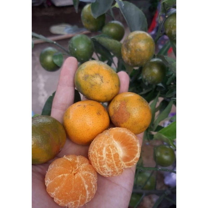 Bibit Jeruk Citayam Madu / Santang Madu Hijau kondisi berbuah rimbun