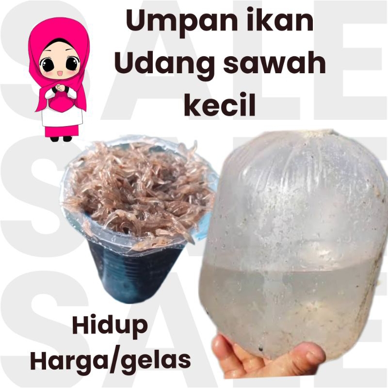 UDANG HIDUP PAKAN IKAN PREDATOR / GELAS