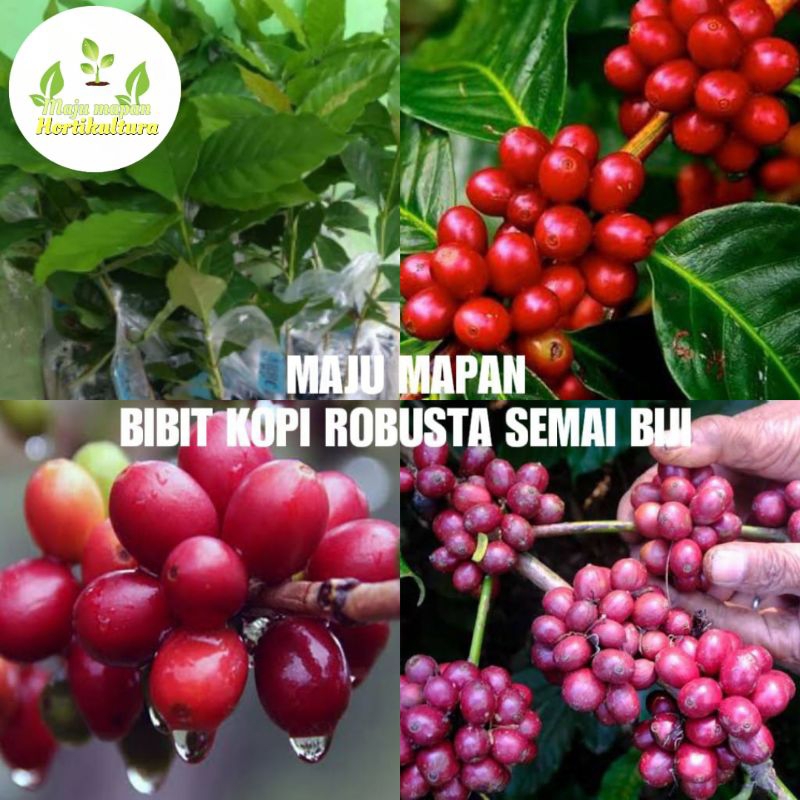 BIBIT KOPI ROBUSTA SEMAI BIJI