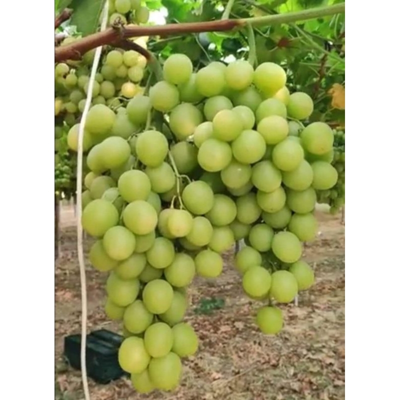 Bibit anggur import jenis AUTUMN CRISPY