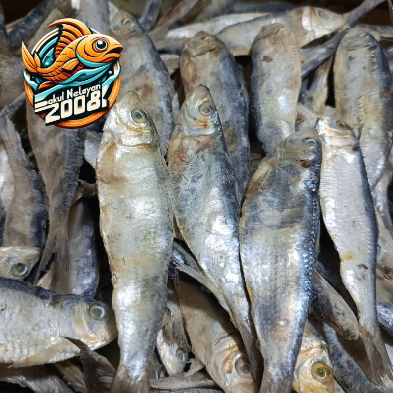 

Ikan tembang